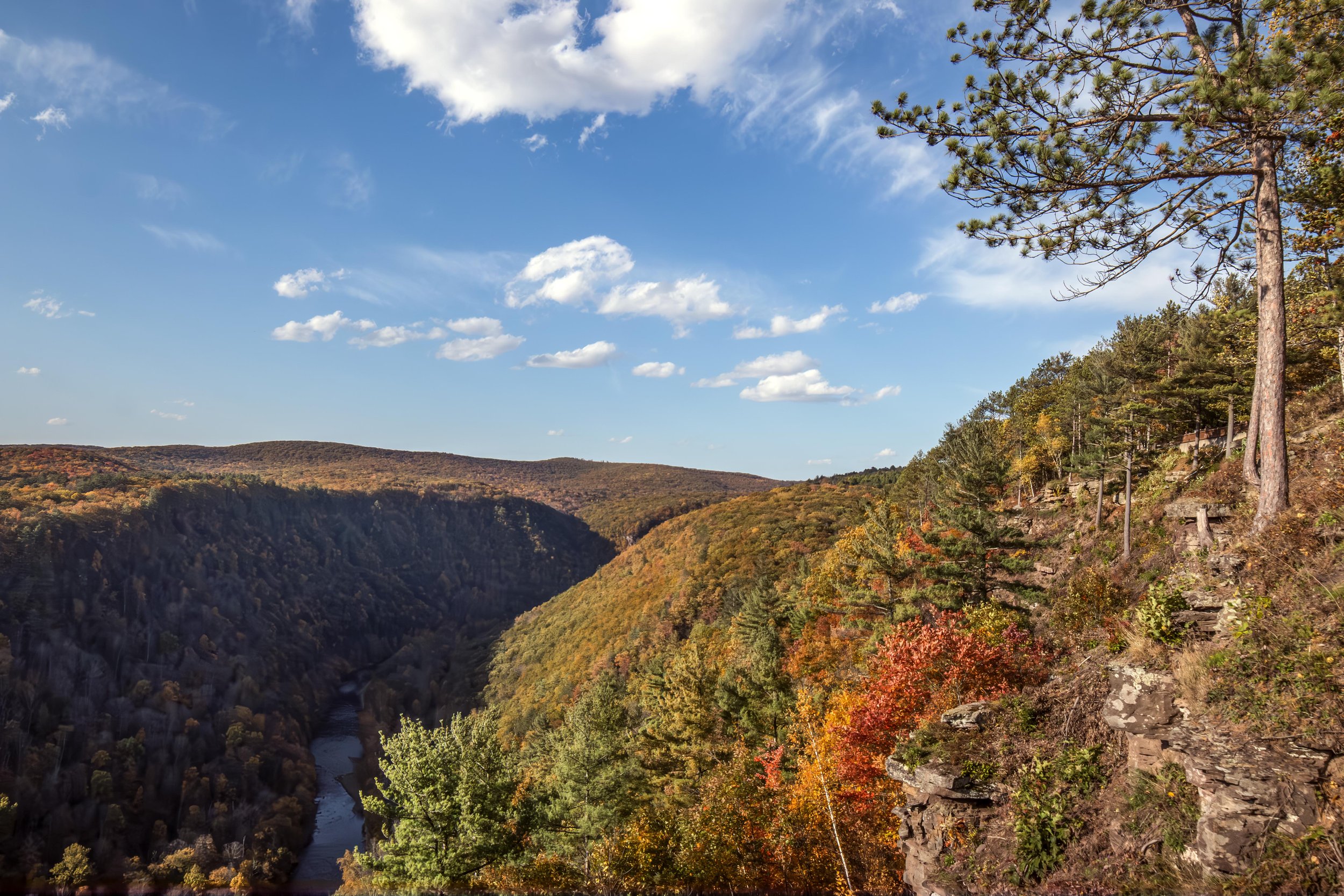 Woodland Biomass Innovations